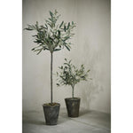 Lene Bjerre - Oliivipuu