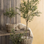 Ib Laursen - Oliivipuut