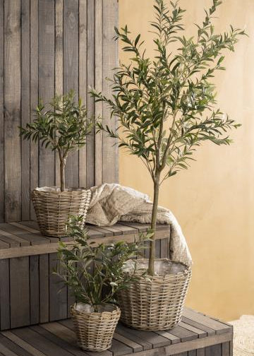 Ib Laursen - Oliivipuut