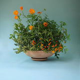 Bergs Potter - ruukku Ada RAW Rosa