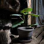 Bergs Potter - ruukku Parade RAW grey