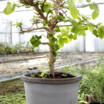 bergs potter galestro ruukku harmaa