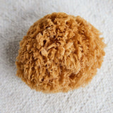 Pesusieni, Sponge Bahamas