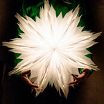 Watt & Veke - Oslo white