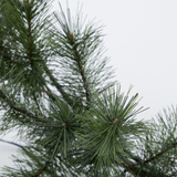 Kranssi led valoilla