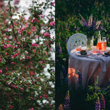 Nordic Summer Cook Book